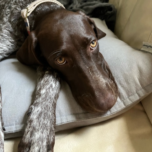 Meet your Posher, Oceana - Picture 1 of 1